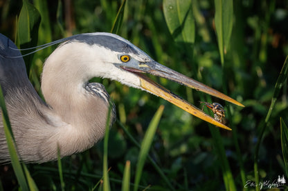 Great blue heron catching lunch