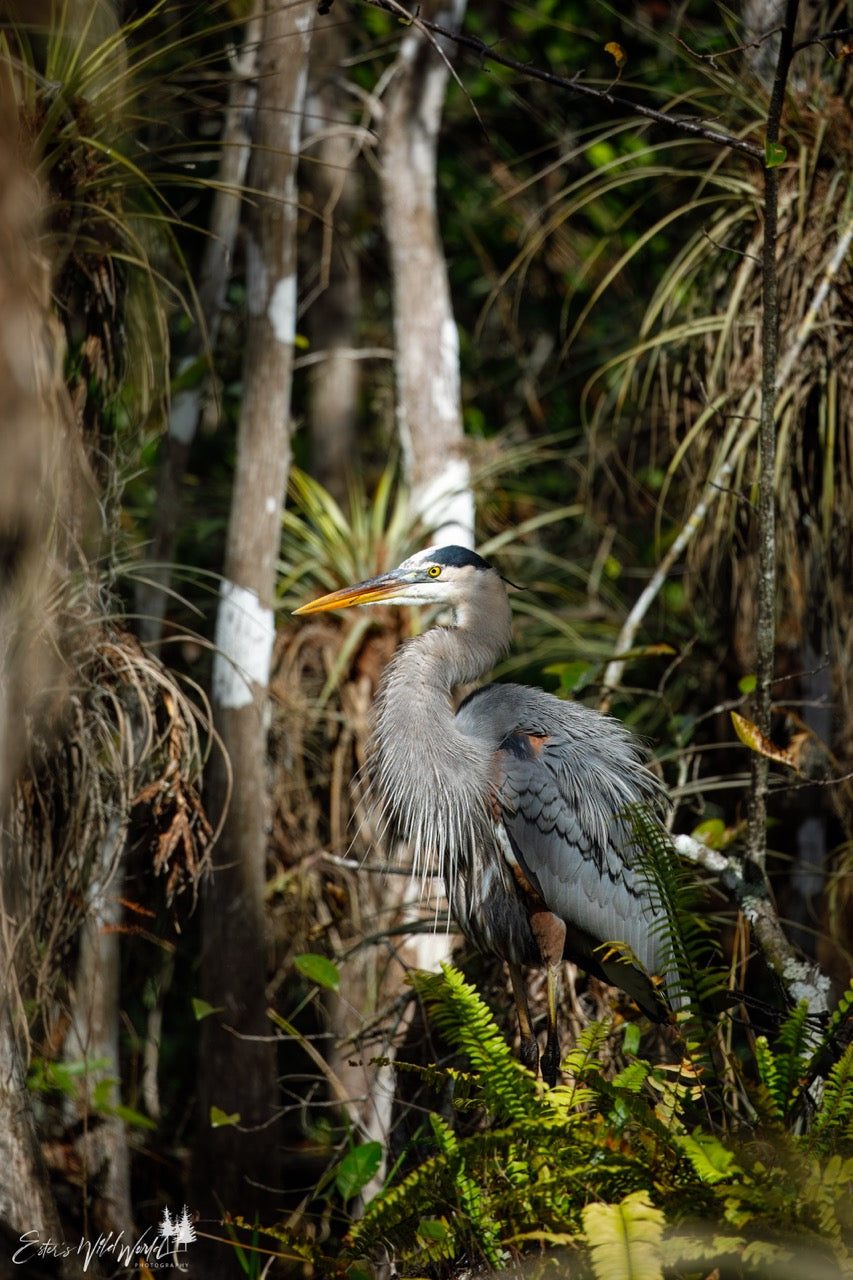 Great blue heron in the swamp