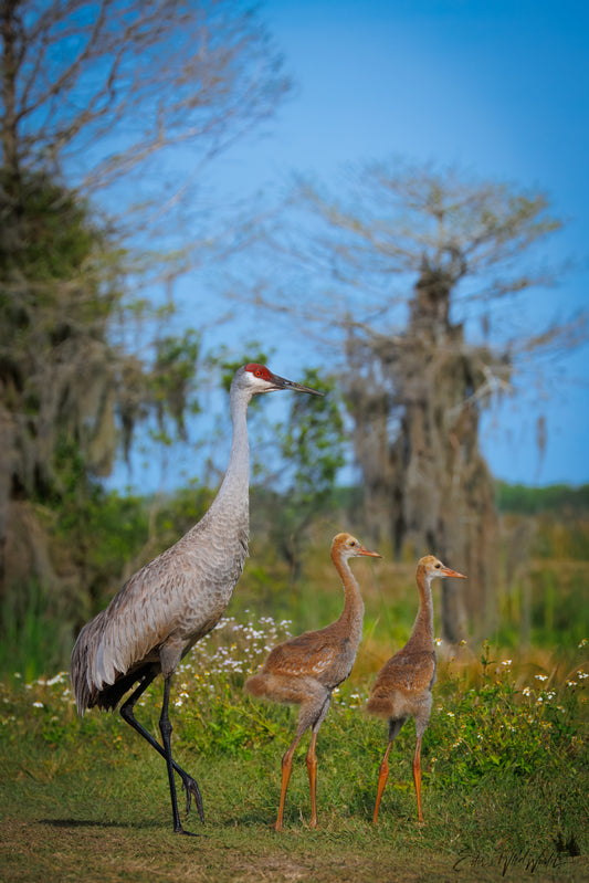 Sandhill crane with two chicks