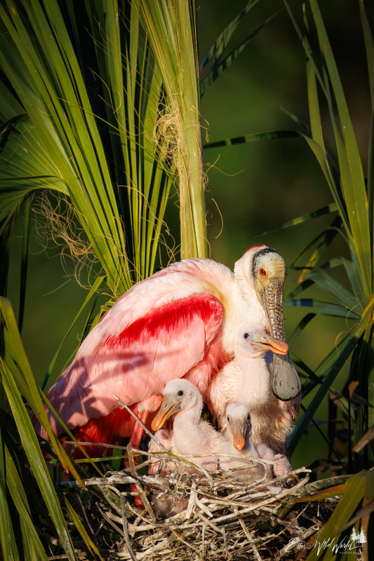 Spoonbill family