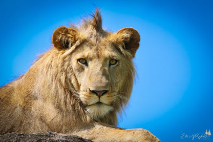 Lion stare