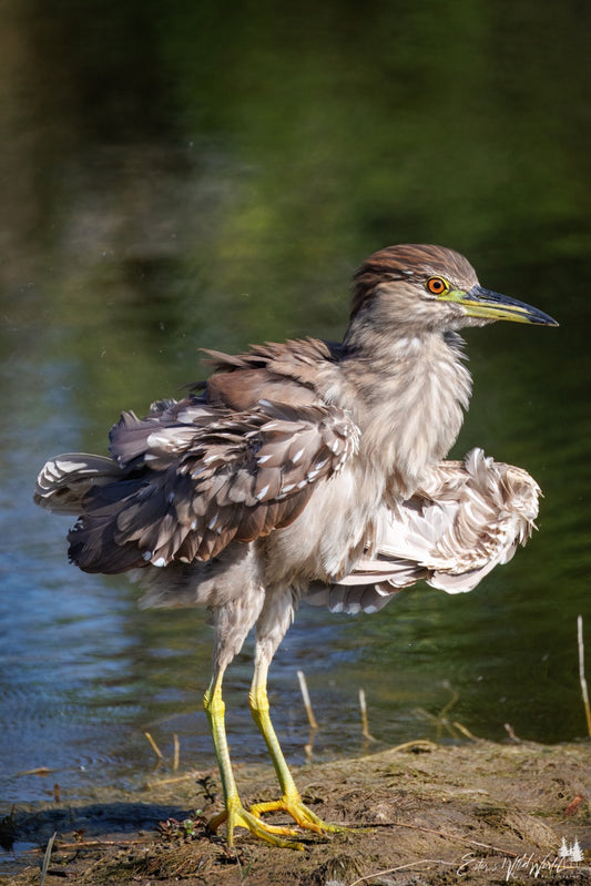 Juvenile night heron