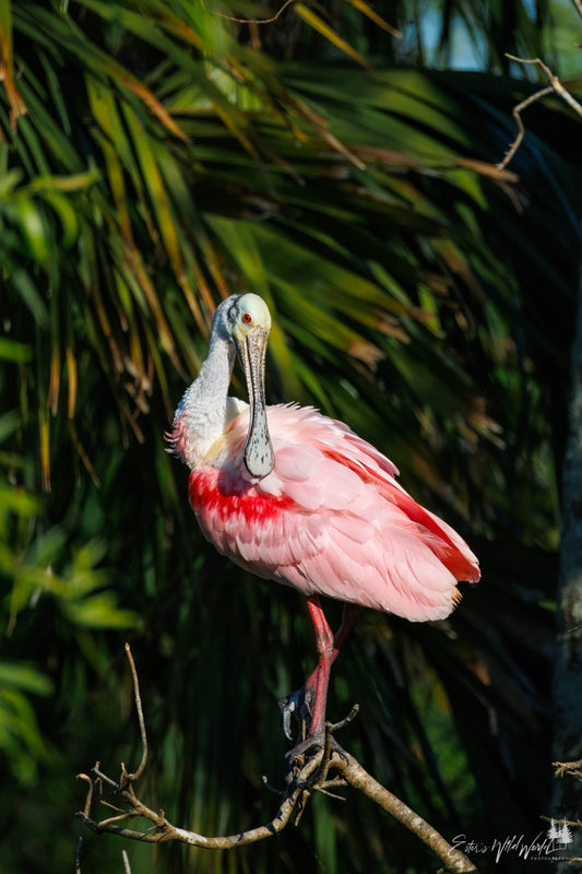 Preening spoonbill
