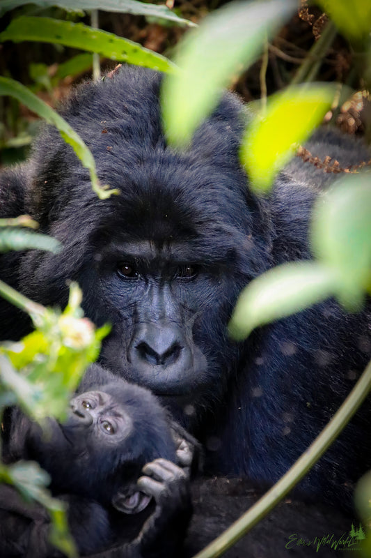 Silverback with his baby