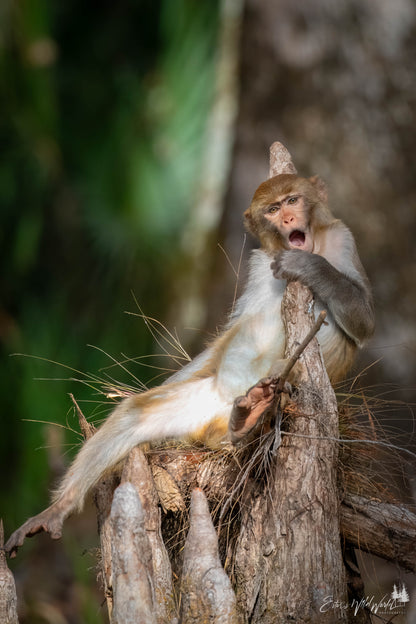 Singing monkey