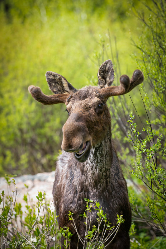 Smiling moose