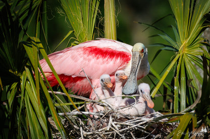 Spoonbill with teaspoons