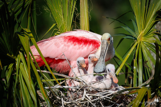 Spoonbill with teaspoons
