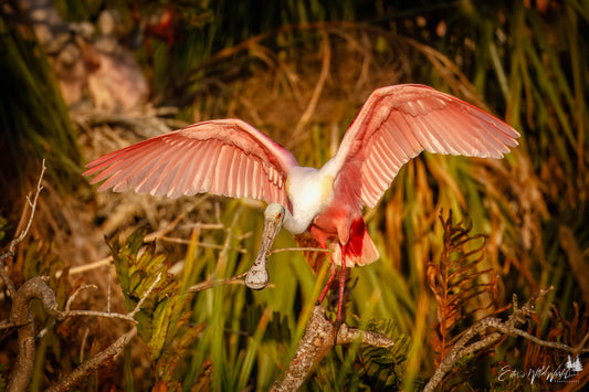 Sunset spoonbill