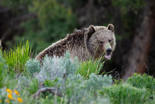 Yawning bear