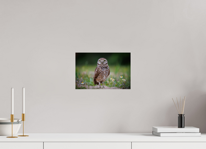Burrowing owl stare down
