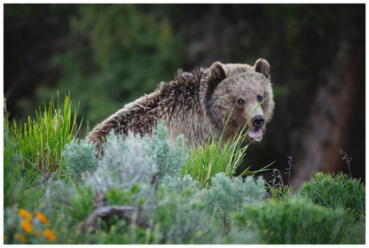 Main image "Gentle Yawn" - Grizzly Bear