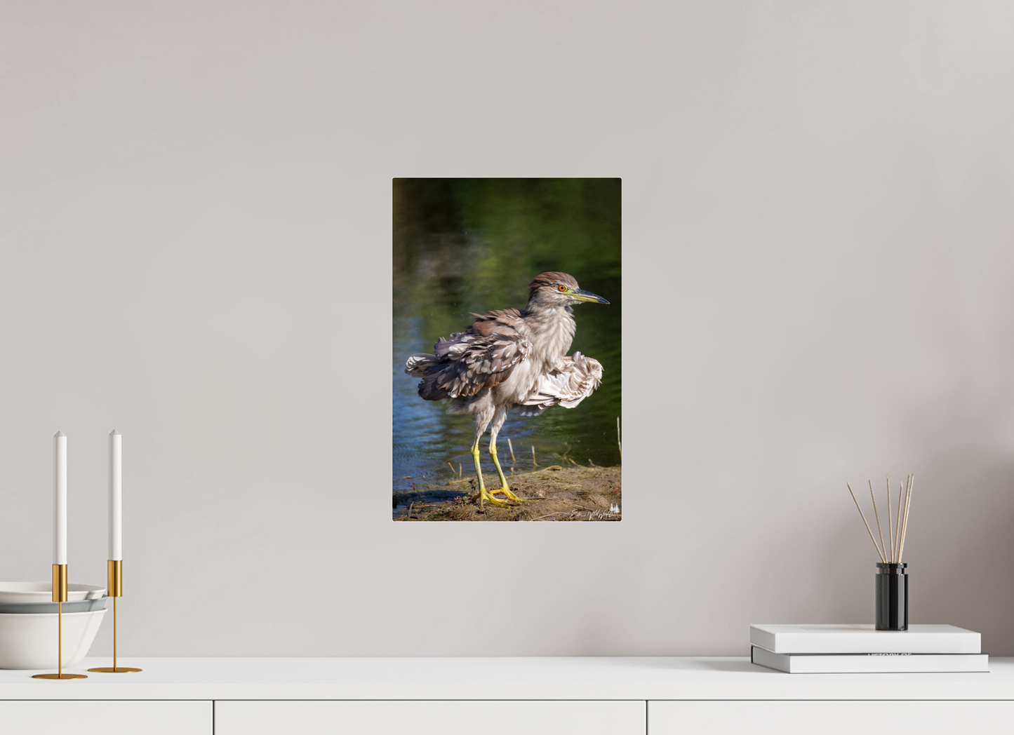 Juvenile night heron