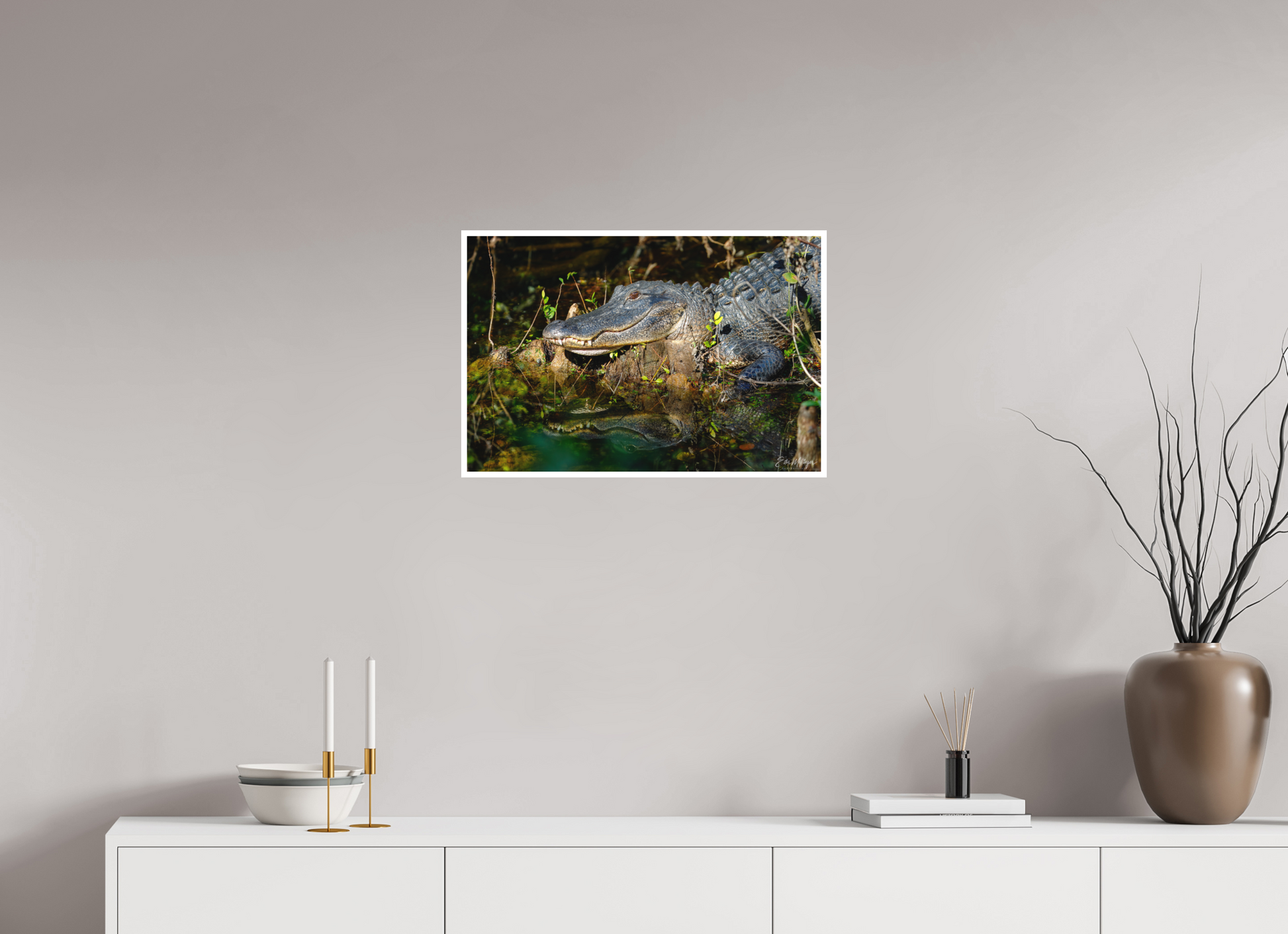 24 x 16″, Fine art print "Shadow of the Cypress" - American Alligator