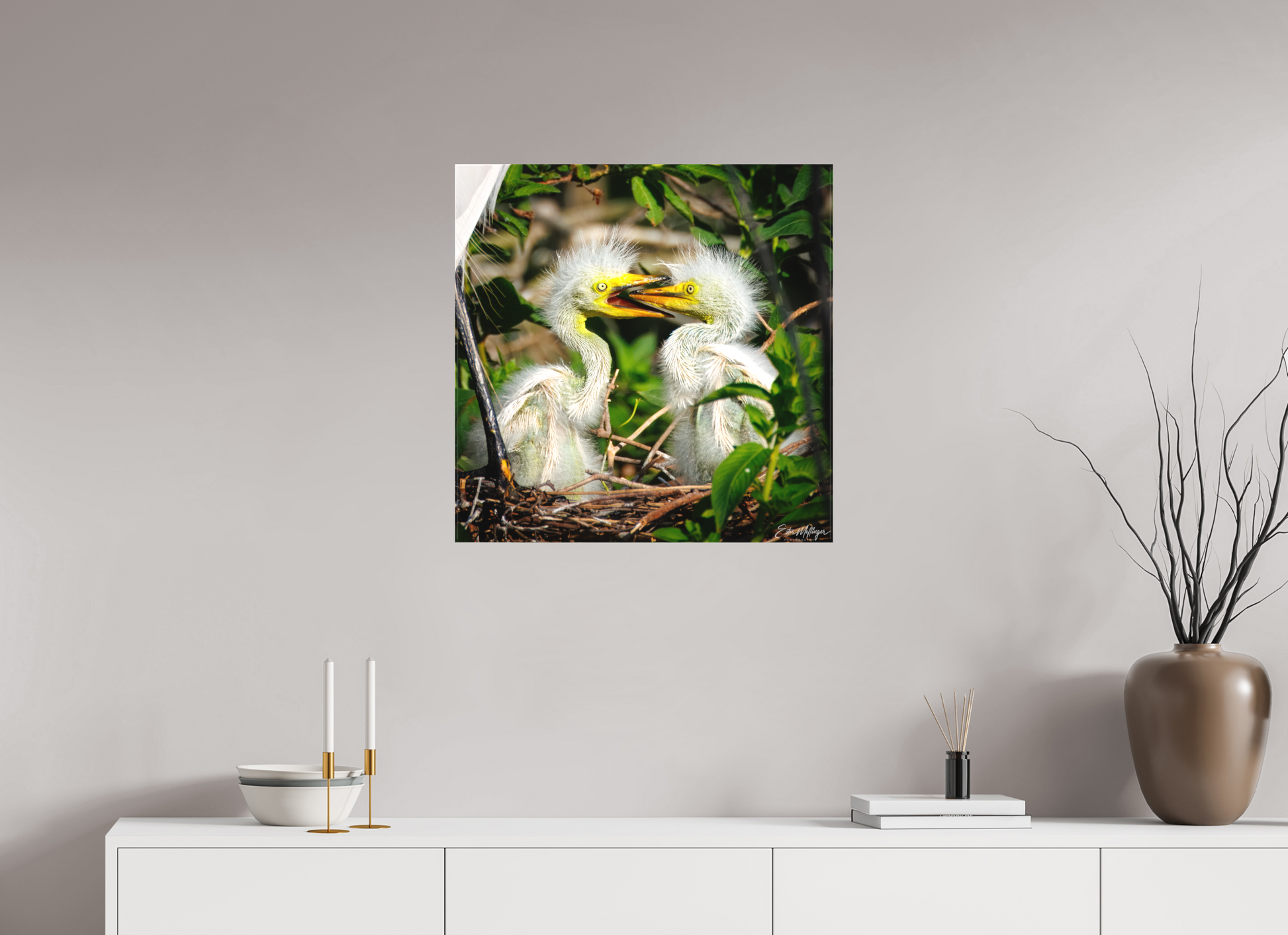 25 x 25″, Canvas "Fluffy Dinosaurs" - Baby Great Egrets