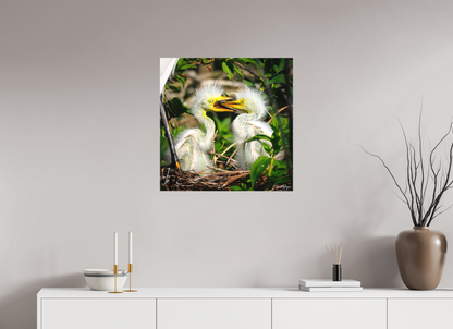 25 x 25″, Canvas "Fluffy Dinosaurs" - Baby Great Egrets