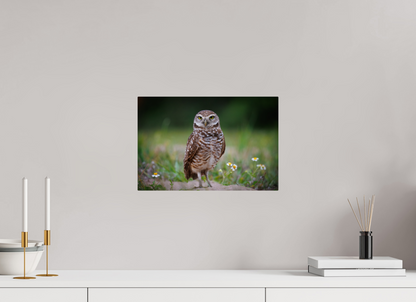 Burrowing owl stare down