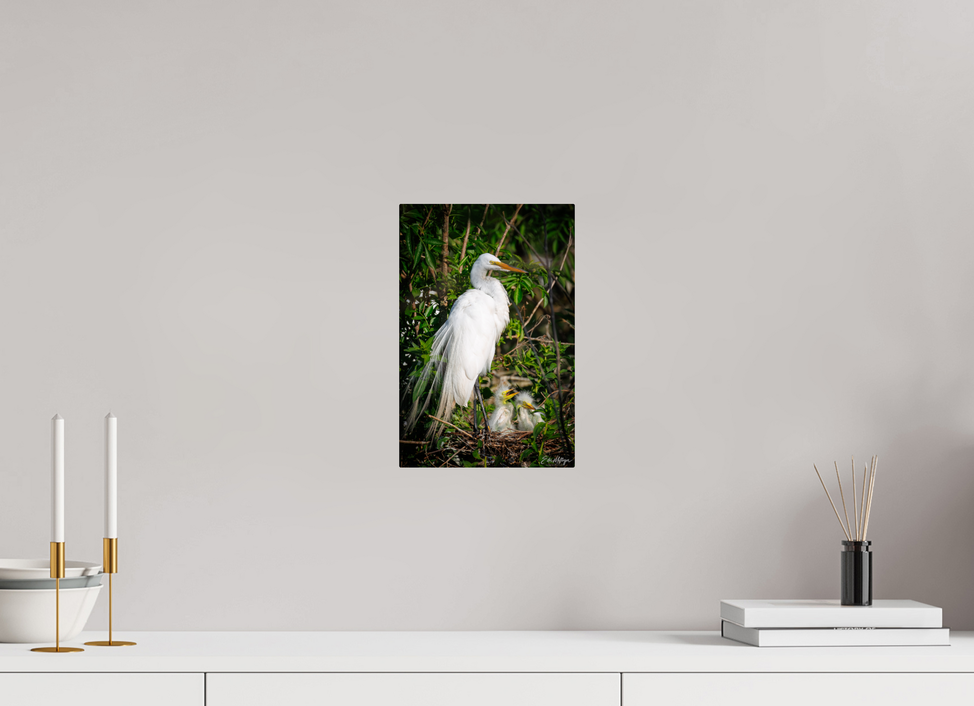 8 x 12″, Metal "Family Moment" - Great Egrets