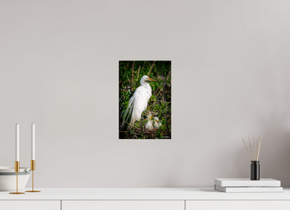 8 x 12″, Metal "Family Moment" - Great Egrets