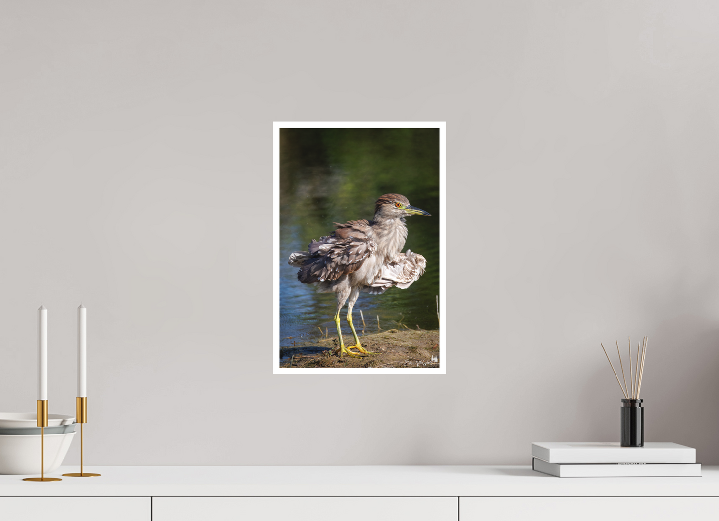 Juvenile night heron