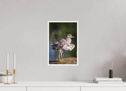 Juvenile night heron