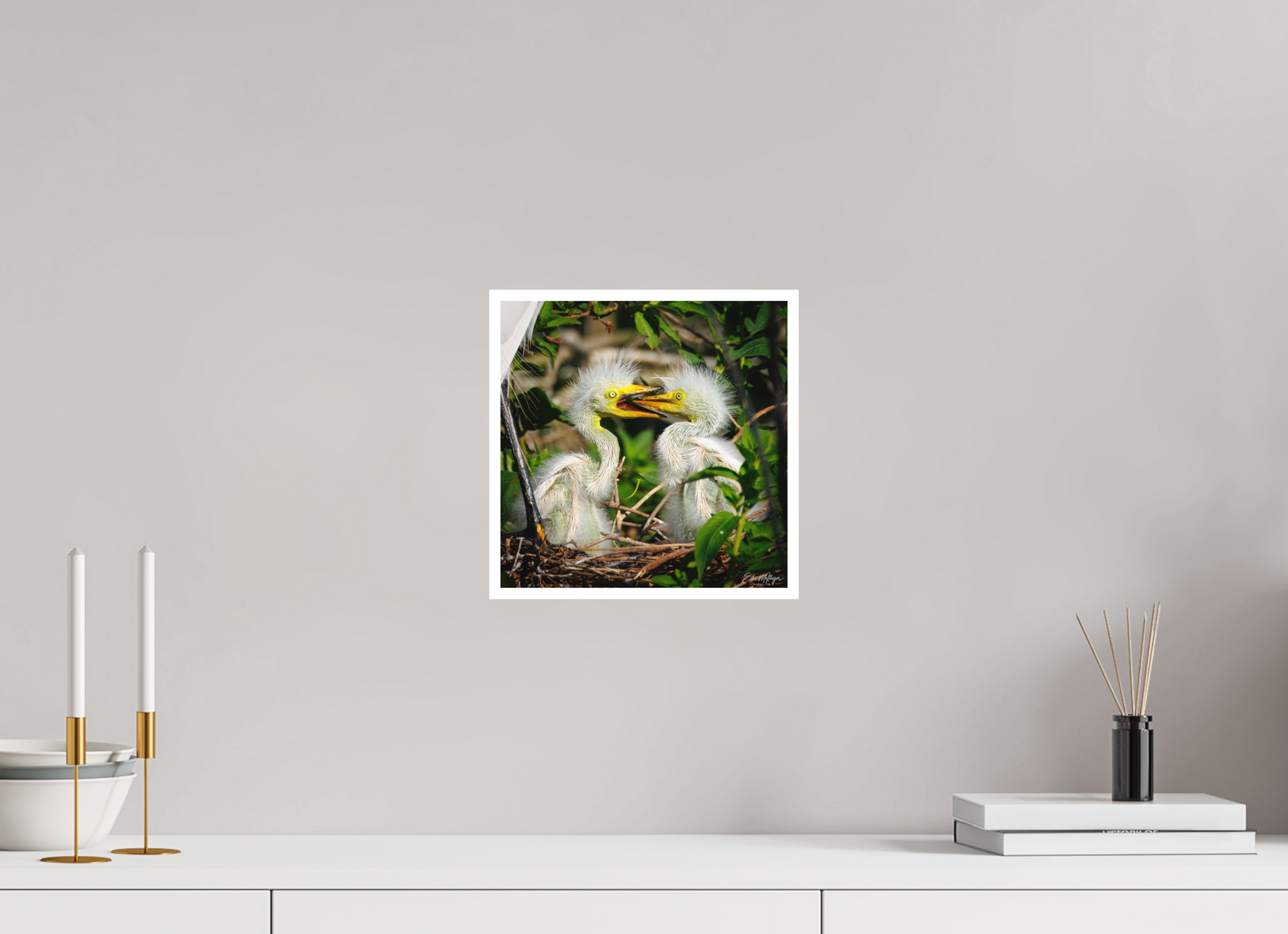 10 x 10″, Fine art print "Fluffy Dinosaurs" - Baby Great Egrets
