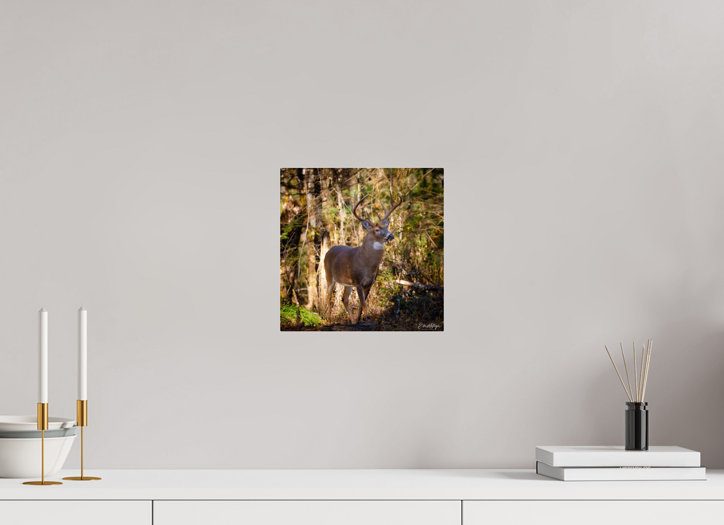 10 x 10″, Acrylic "King of the Timberline" - White-tailed Buck