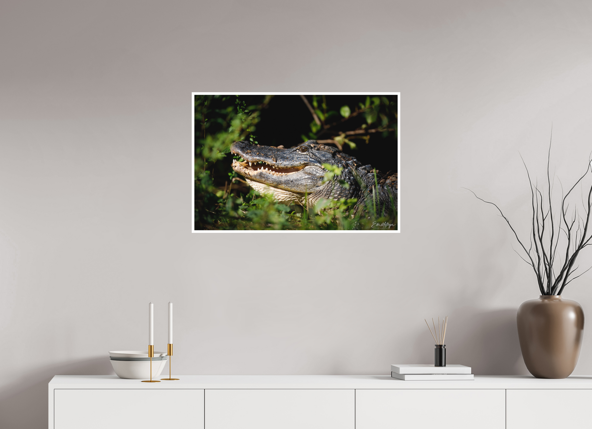 30 x 20″, Fine art print "At the Water's Edge" - American Alligator