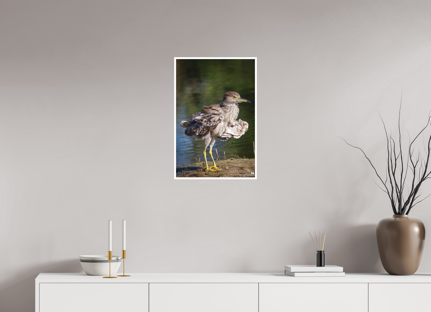 Juvenile night heron