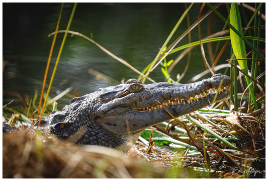 Main image "Teeth of Time" - American Crocodile