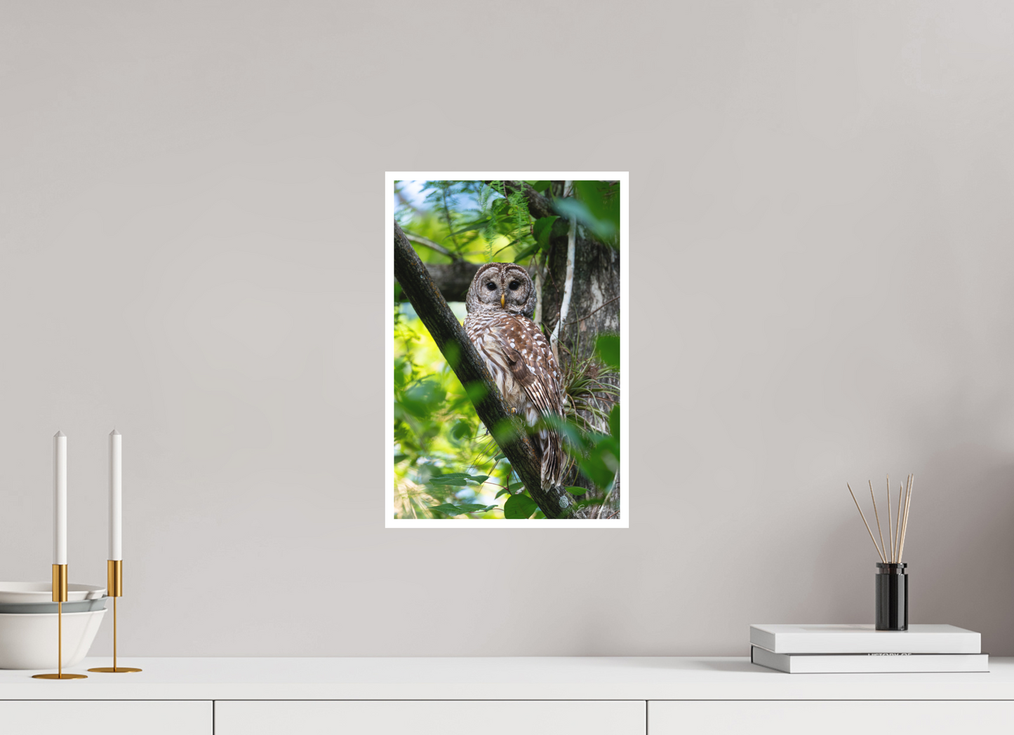 10 x 15″, Fine art print "..." - Barred Owl