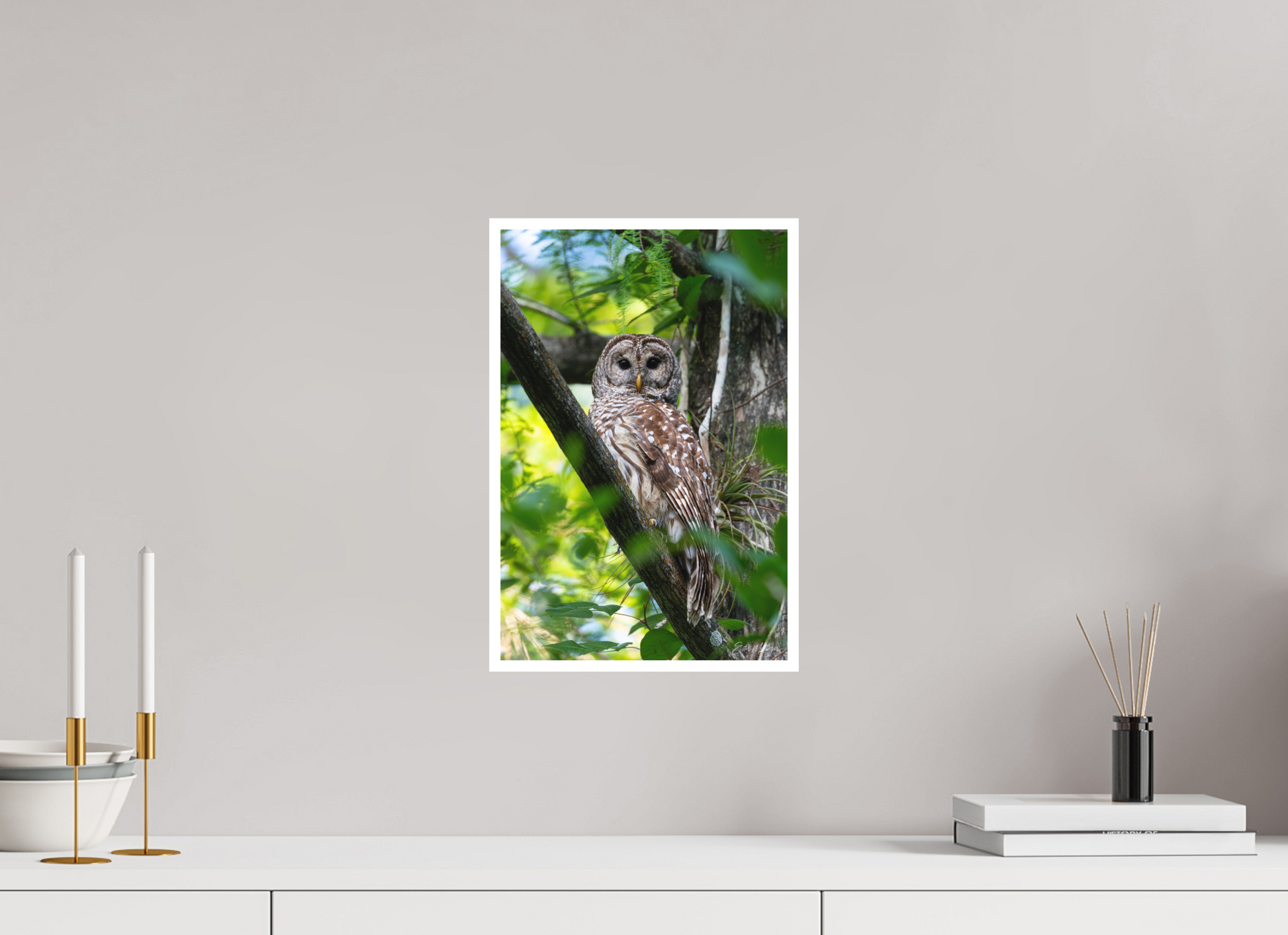 10 x 15″, Fine art print "..." - Barred Owl