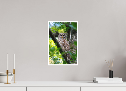 10 x 15″, Fine art print "..." - Barred Owl