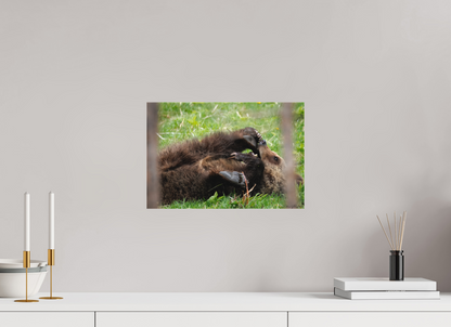 Bear chewing on its foot