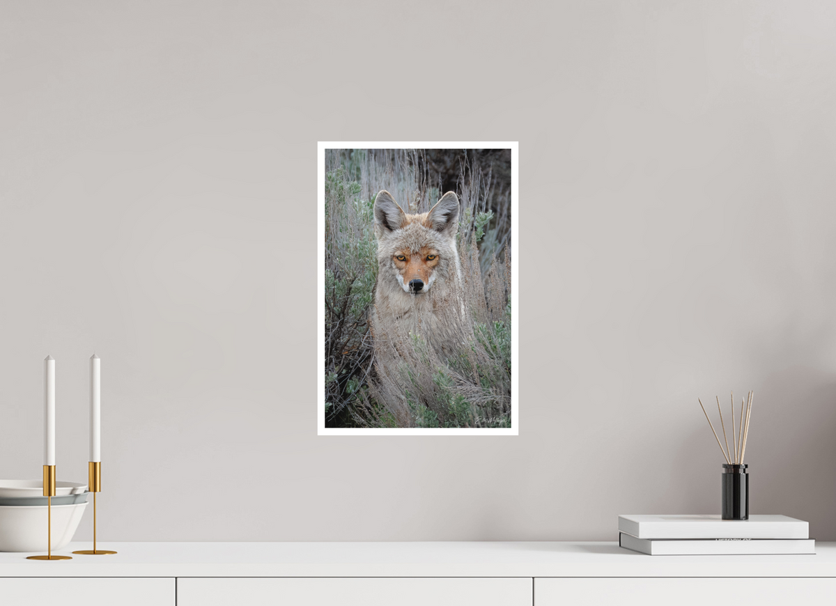 10 x 15″, Fine art print "Golden Gaze" - Coyote