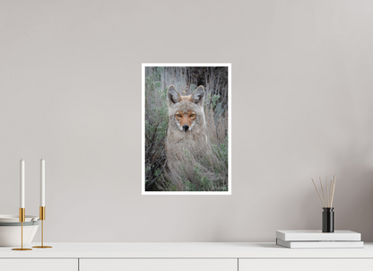 10 x 15″, Fine art print "Golden Gaze" - Coyote