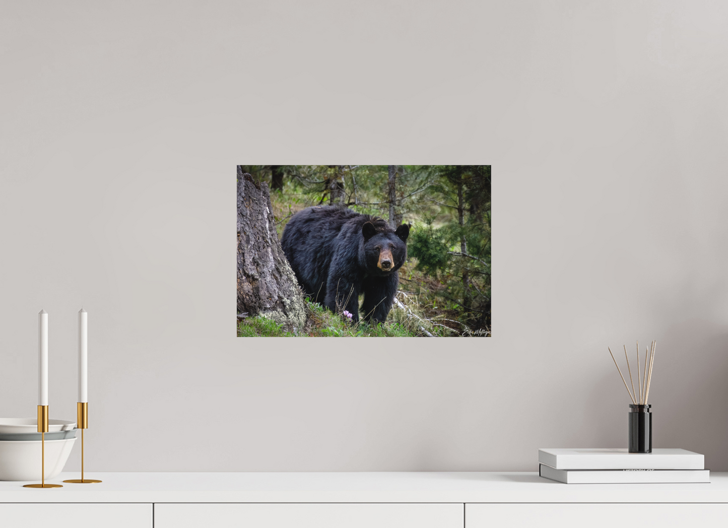 15 x 10″, Canvas "Silent Gaze" - Black Bear