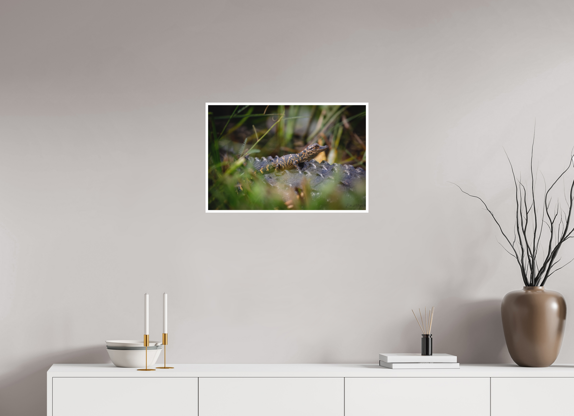 24 x 16″, Fine art print "Backseat Explorer" - Baby Alligator