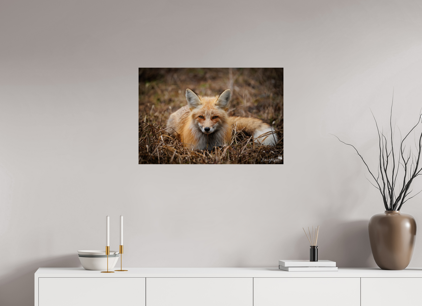 Bedded down fox