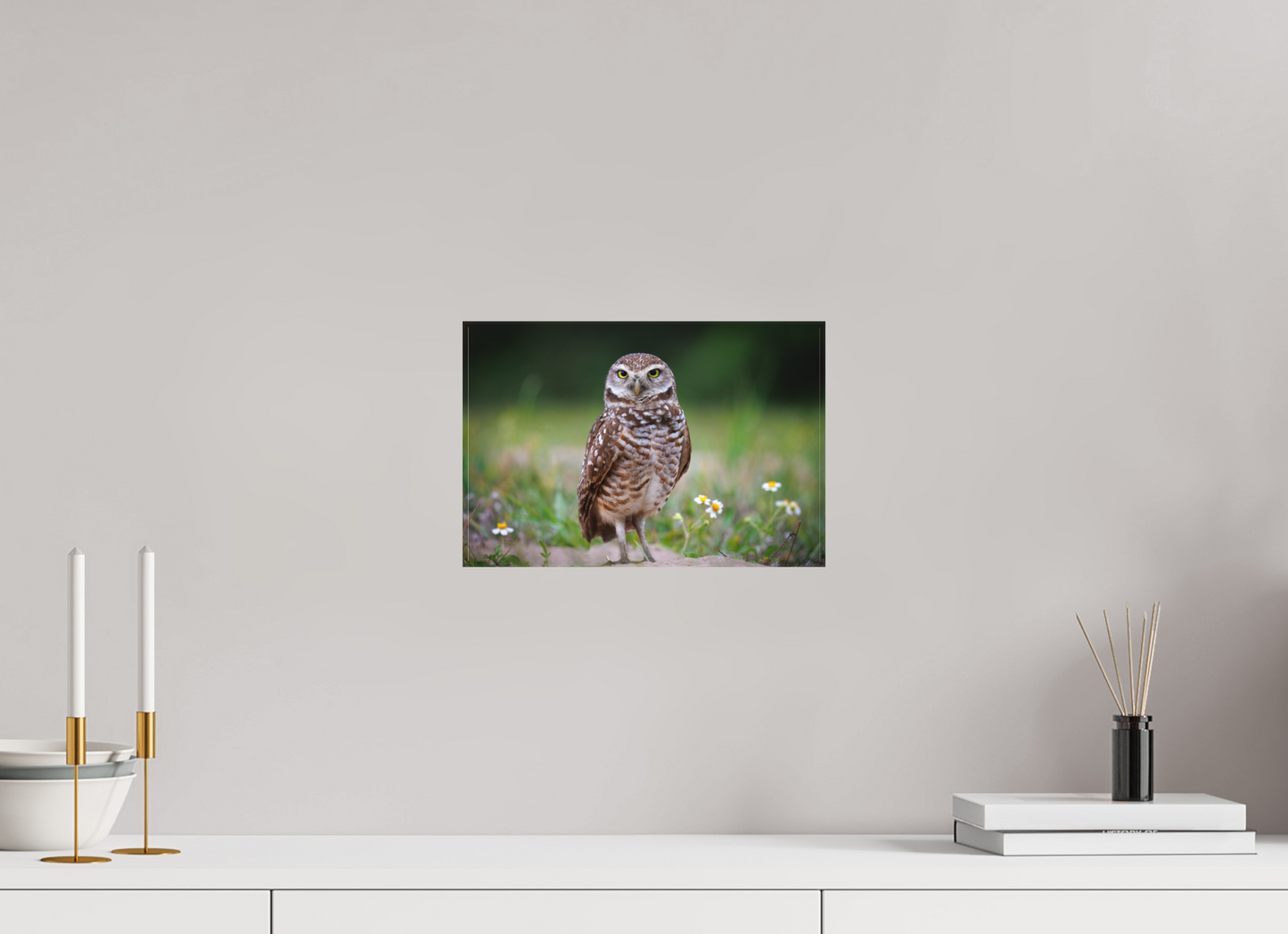 Burrowing owl stare down