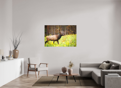 54 x 36″, Canvas "Call of the Wild" - Elk