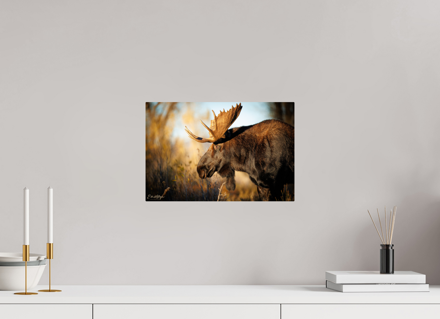 15 x 10″, Metal "Monarch of Gros Ventre - In His Eyes"