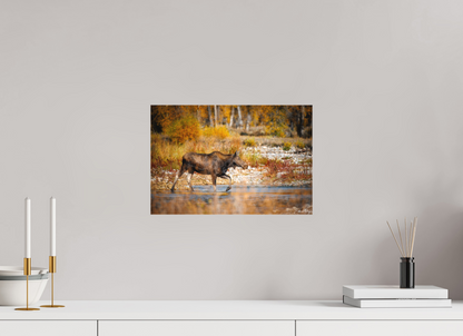 15 x 10″, Canvas "Grace of Gros Ventre" - Moose