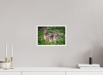 12 x 8″, Fine art print Three Little Burrowing Owls - Burrowing Owls