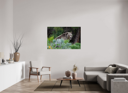 Yawning bear