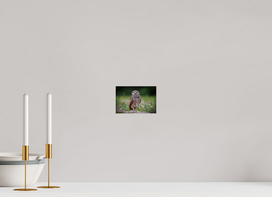 Burrowing owl stare down
