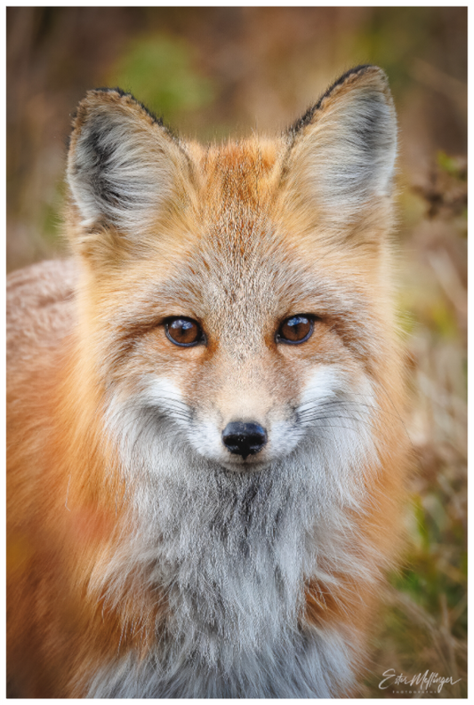 Main image "Face to Face" - Red Fox
