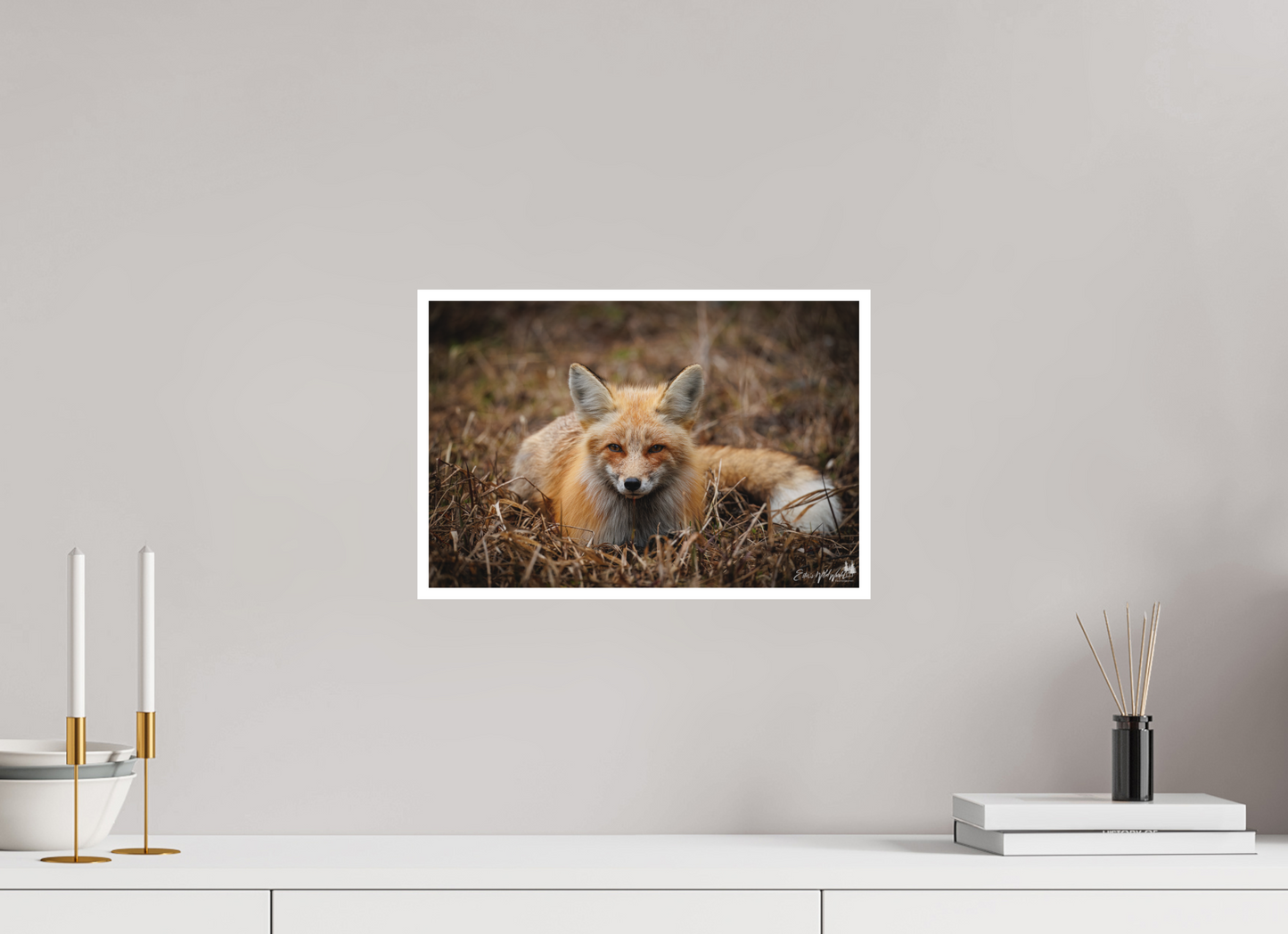 Bedded down fox