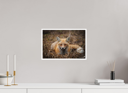 Bedded down fox