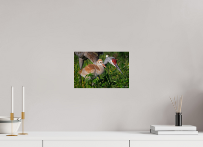 12 x 8″, Metal "Guiding the Next Generation" - Sandhill Cranes